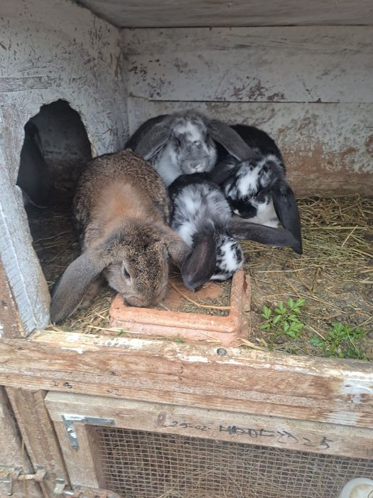 Iepuri rasă berbec german