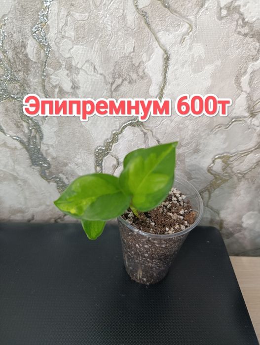 Комнатные растения