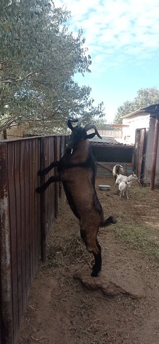 Альпи француз теке