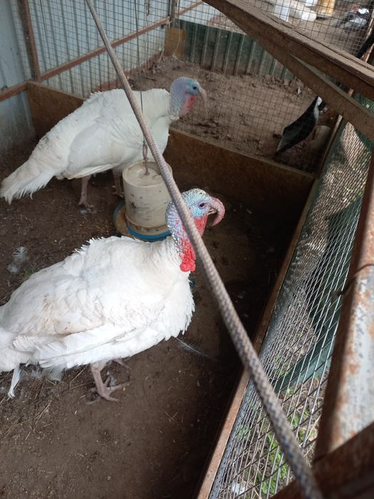Продаются Индюки самцы