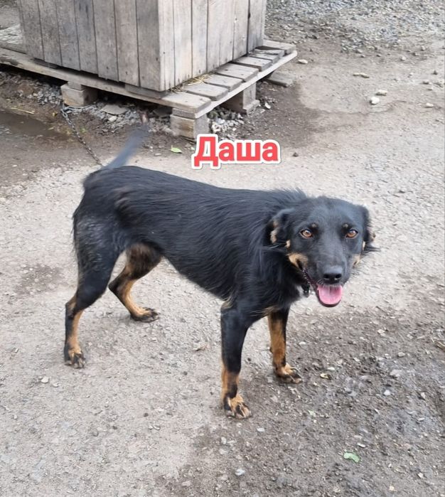 Дарю в добрые и ответственные руки