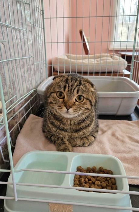 В добрые руки кошки