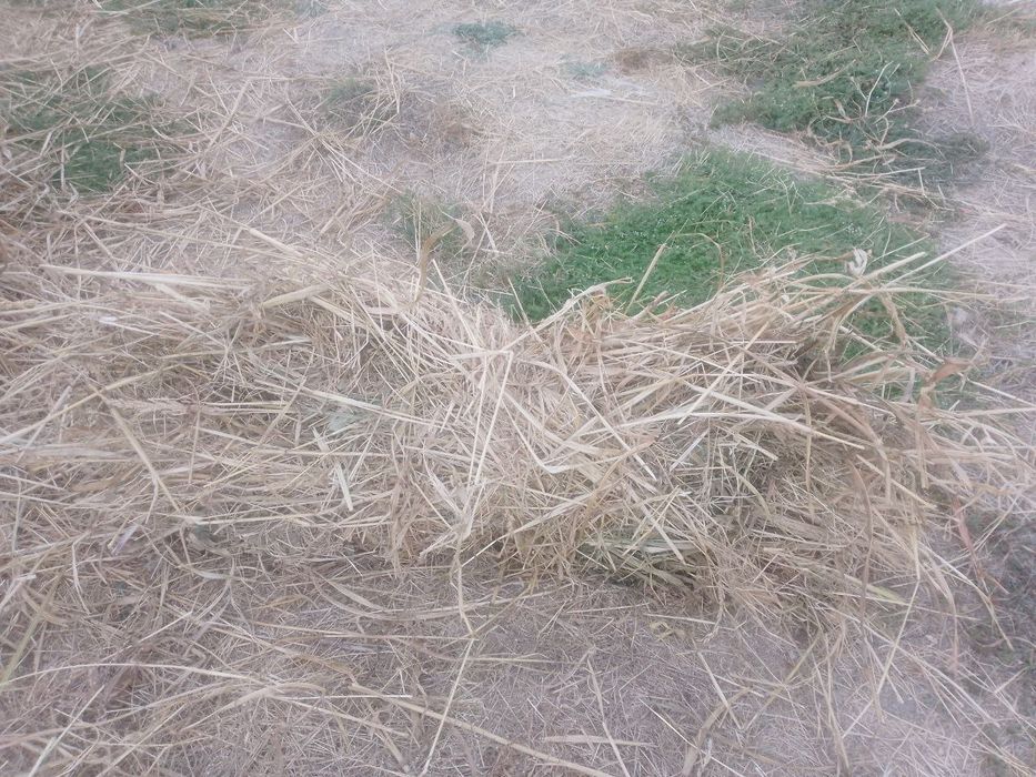 Beda bor bogʻlangan bogʻi 20 mingdan