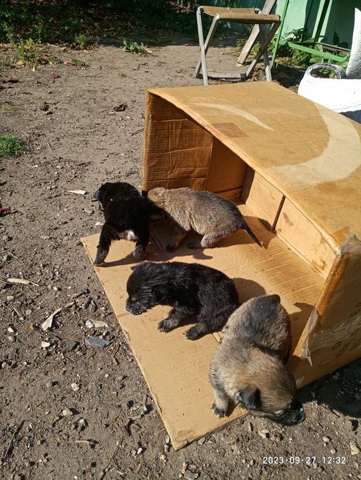 Отдам щенят дворняги в добрые руки