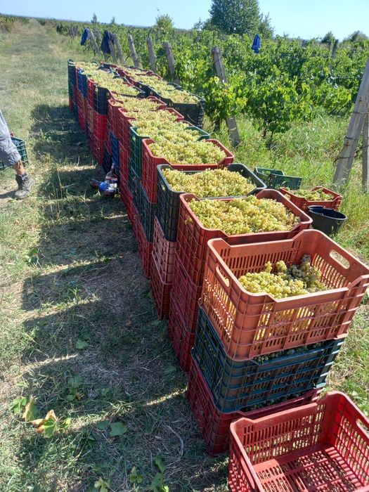 Struguri de vin recolta proprie