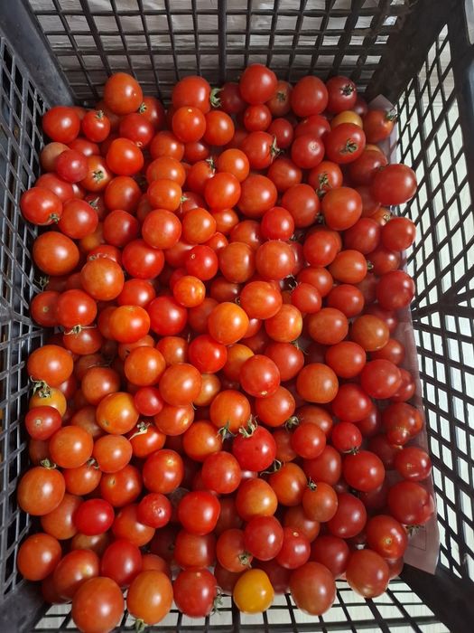 Продам помидоры Черри
