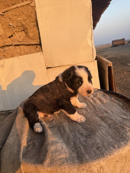 Продам двух щенят