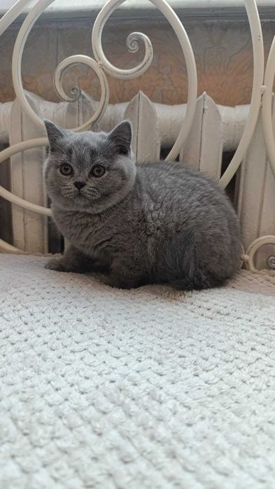 Британские котики