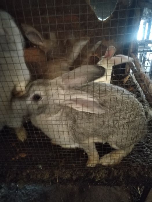 Куйон великан 250 мин донаси