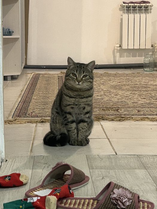 Отдам кота в добрые руки БЕСПЛАТНО