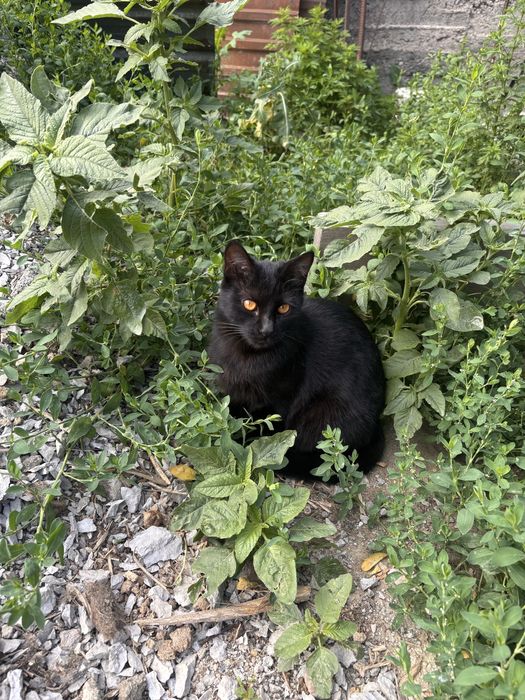 Малявка, которому нужен дом
