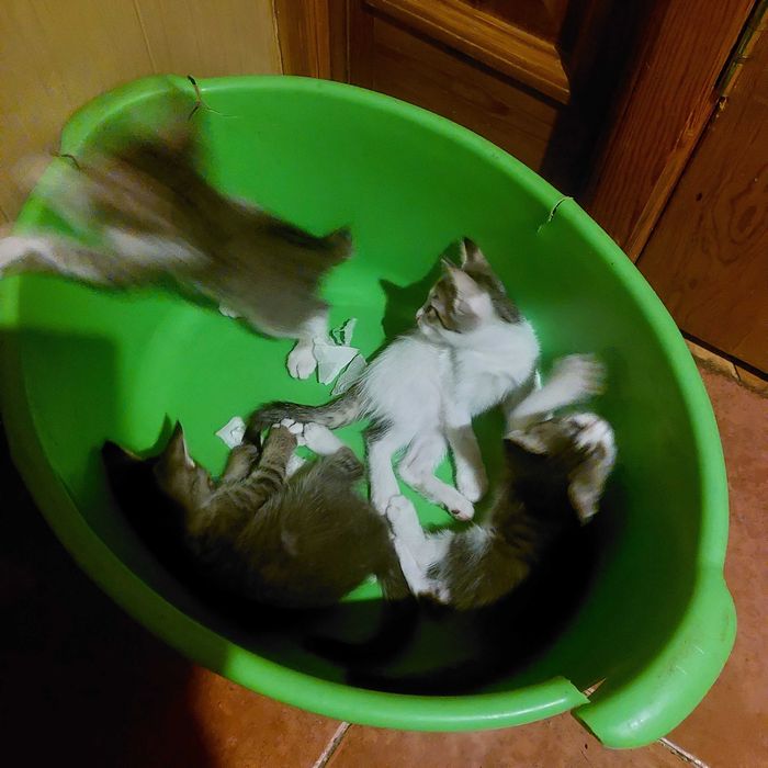 Котята от обычной уличной кошки ,,родились дома.Отдам в хорошие руки.