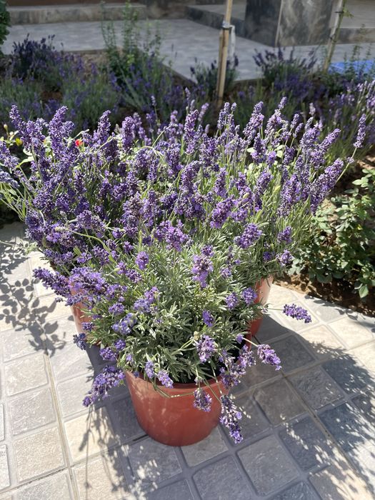 Саженцы лаванды с полей нашей базы