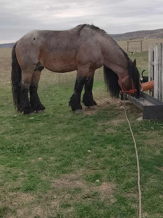 Armăsar de vânzare