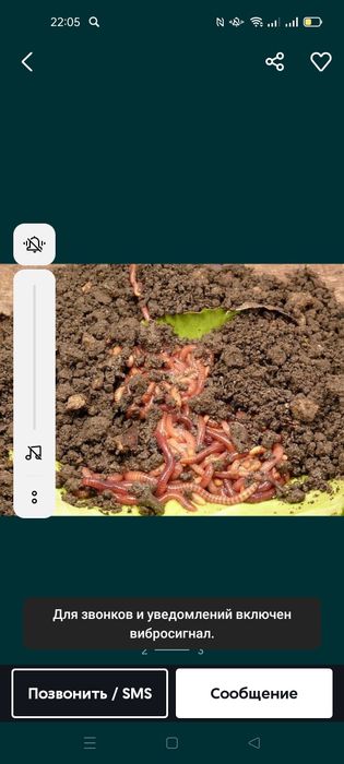 Шылаушын сатылады