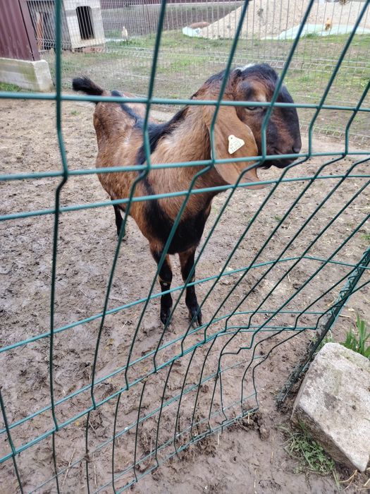 Vând țap Aglo Nubian rasă pură cu pedigree, vârsta 1 an