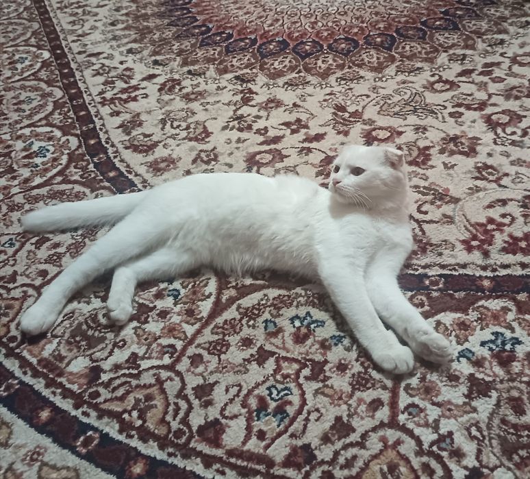 Yalangoch muddatli harbiy xizmatchilarning yashirin kamerasi