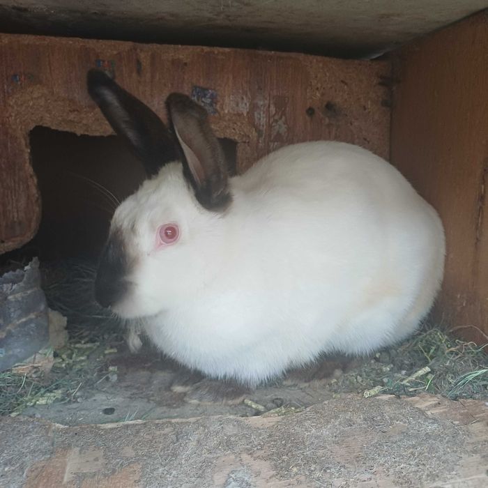 Домашний кролик quyon