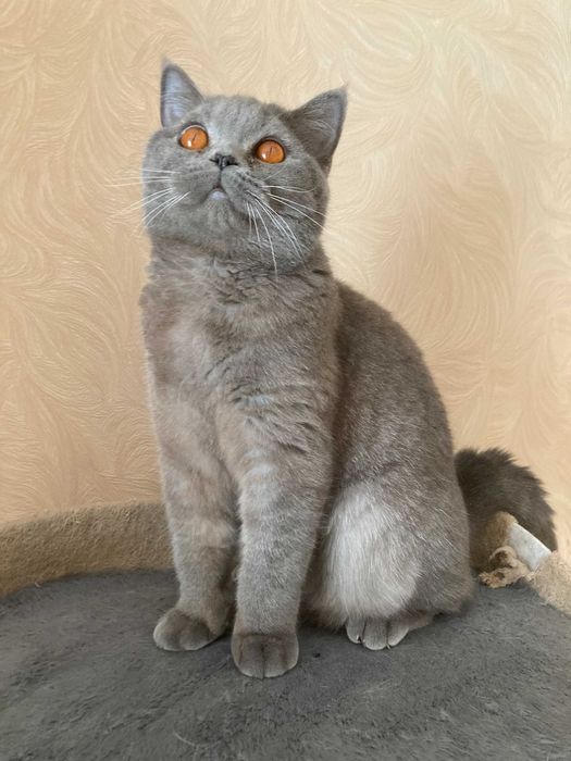 Британская кошка