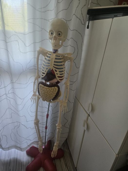 Скелет човешкото тяло