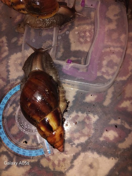 Ulitkalar sotuvda har hil razmerlari bor optomgayam donagayam bor