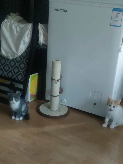 Отдам котенка в хорошие руки