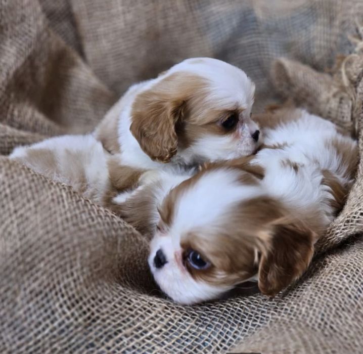 Кавалер Кинг Чарлз