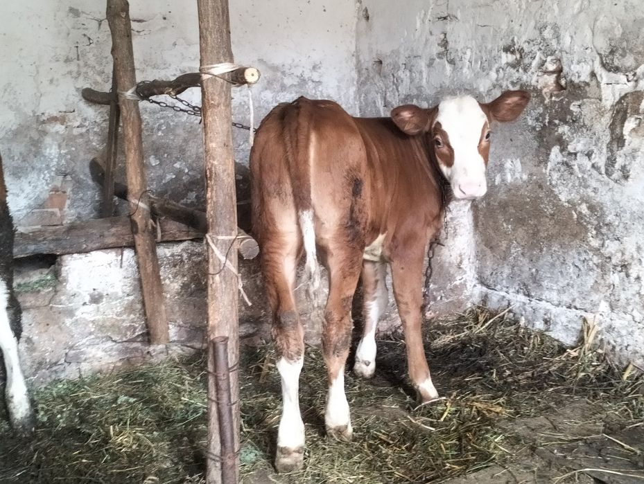 Vând doi vițeluși