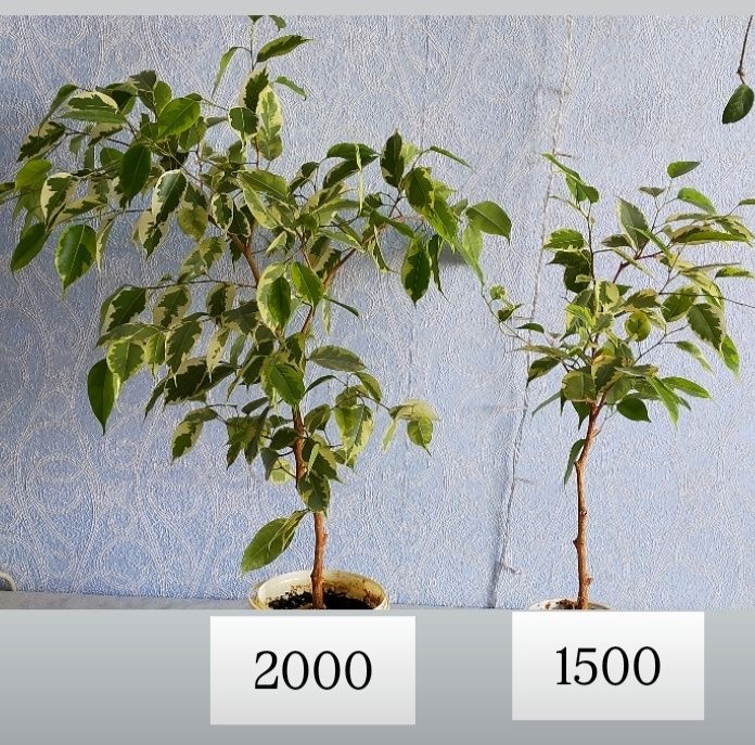 Продам фикус Бенджамина