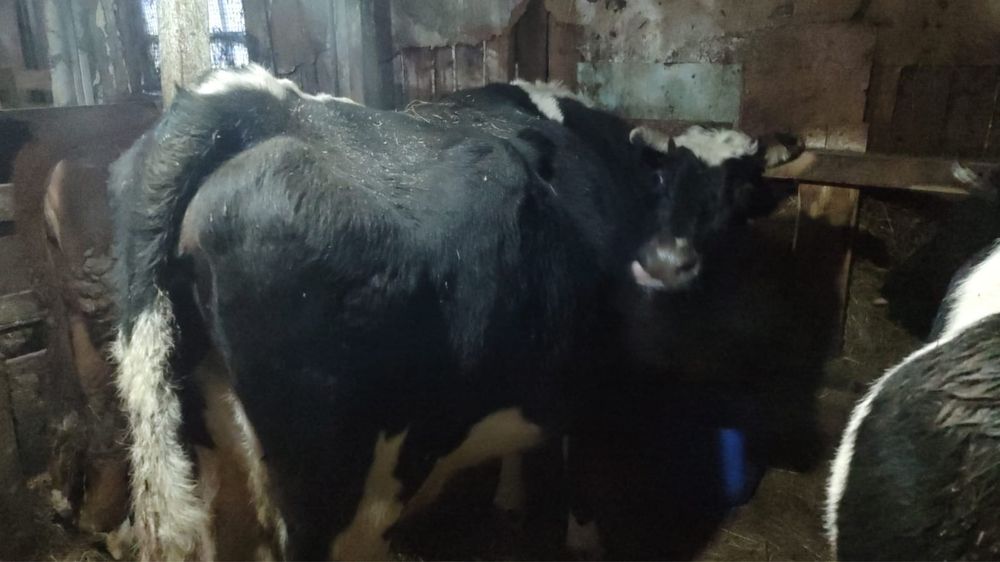 Продам молочную корову