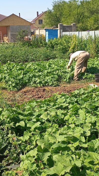 на продажу огурцы дачные