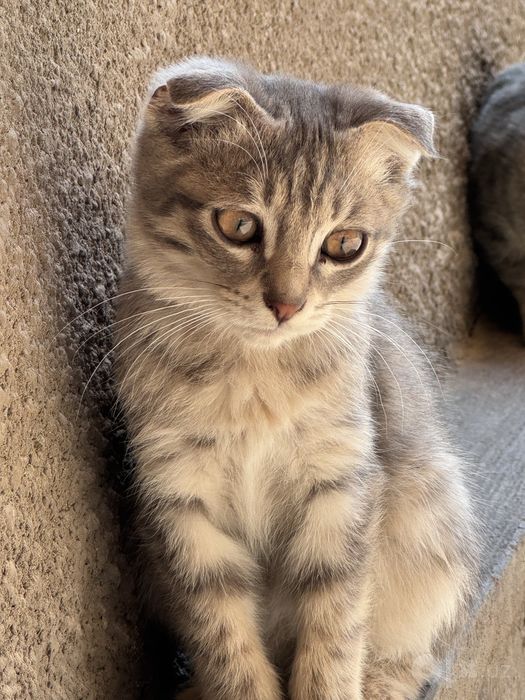 Шотландские вислоухие котята