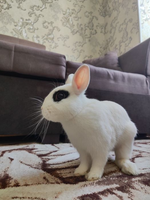 клетка+кролик+лежанка