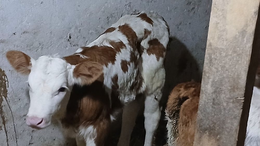 Vitei taurasi si vitele