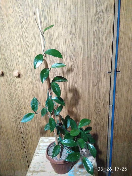 Красивый вьющейся цветок Хойя, в простонародье - Восковой плющ