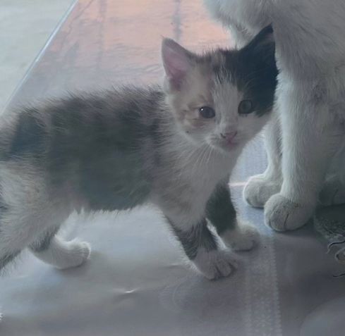 Котята отдам бесплатно