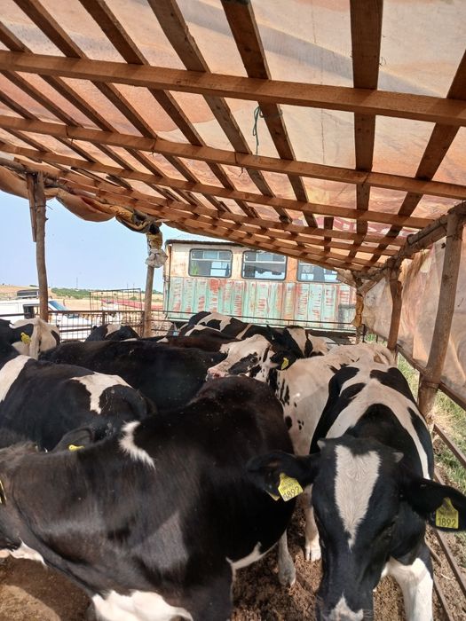 Vitei de carne  taurasi ne încărcați