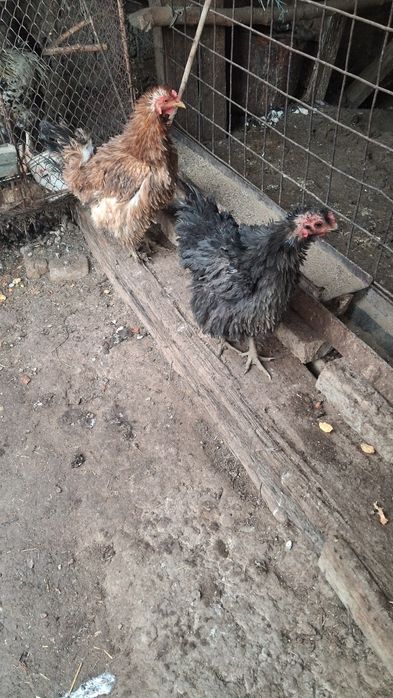 Damashni Tovuqlar Sotiladi