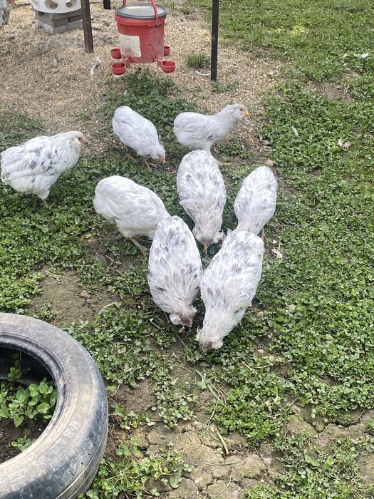 Araucana tineret 2025