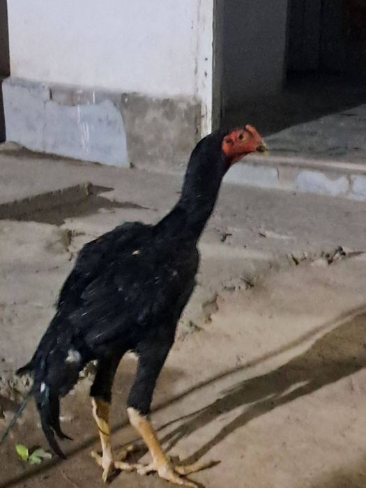 Xoroz dakan sotiladi