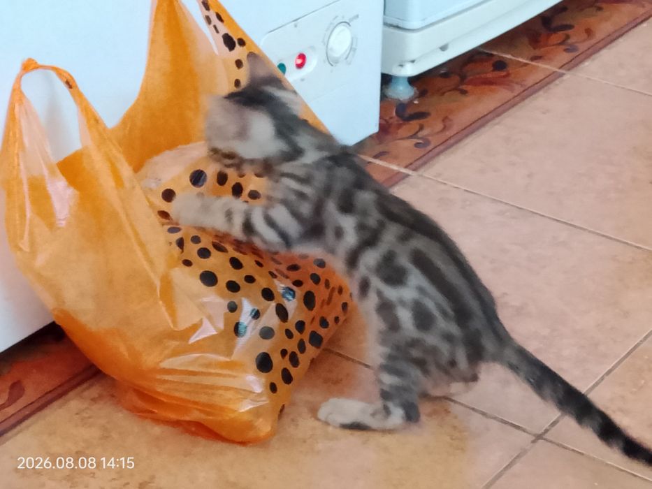 Отдам бенгальского котенка