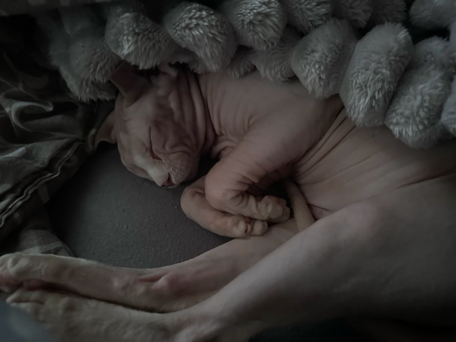 Мъжка котка сфинкс