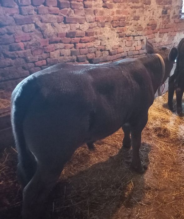 Vând 2 viței Angus