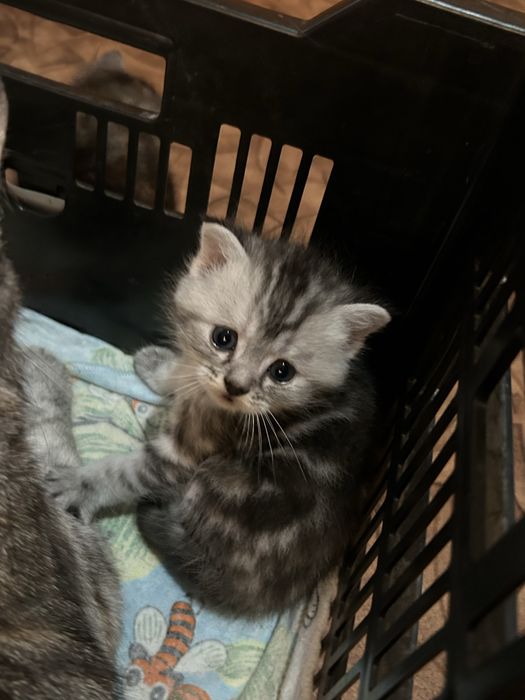 Отдам котят в добрые руки !