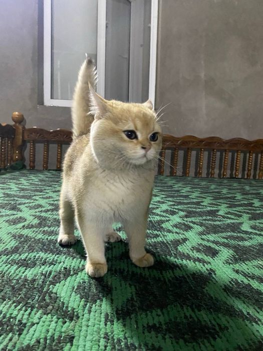 ВЯЗКА золатая шиншилла чистый  не прадается
