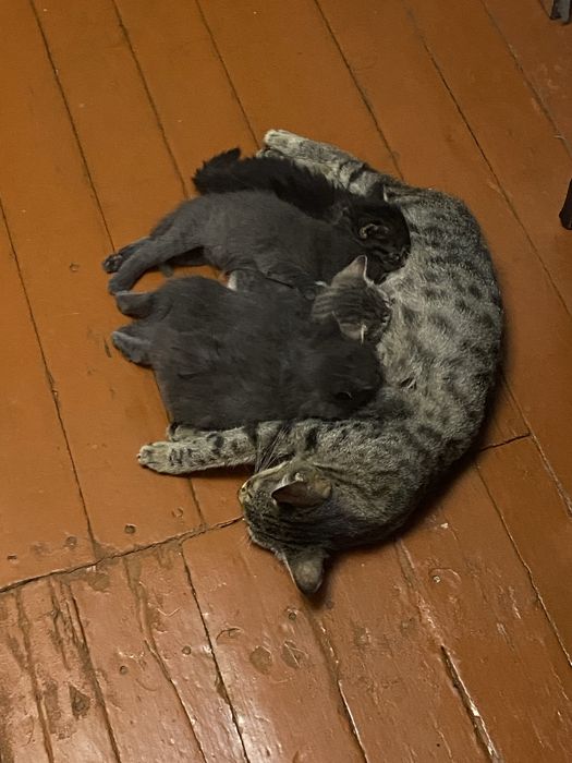 Отдам котят в добрые руки