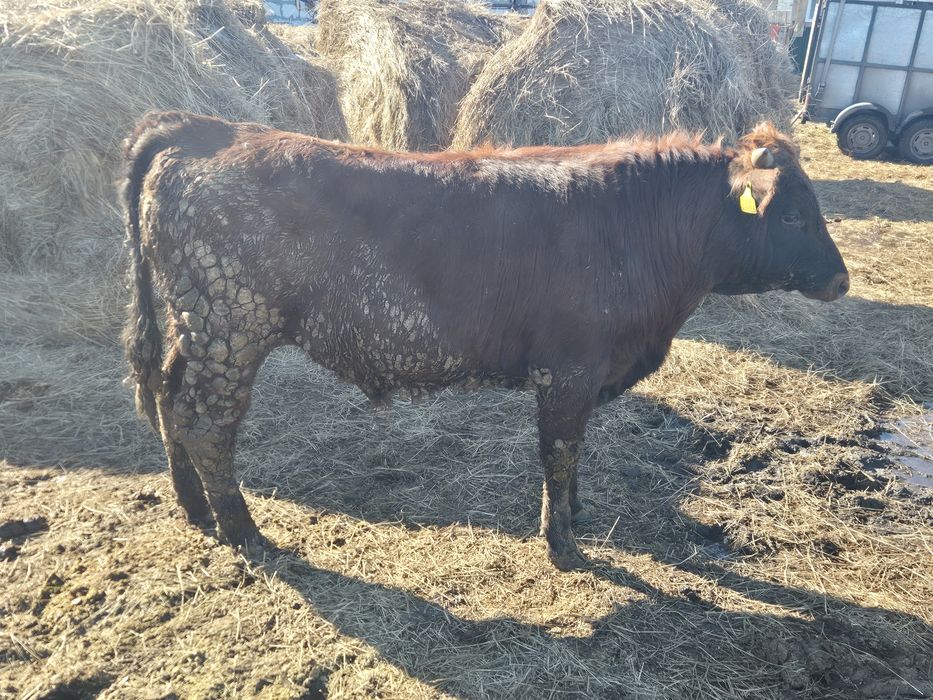 Продам бычок 1 год