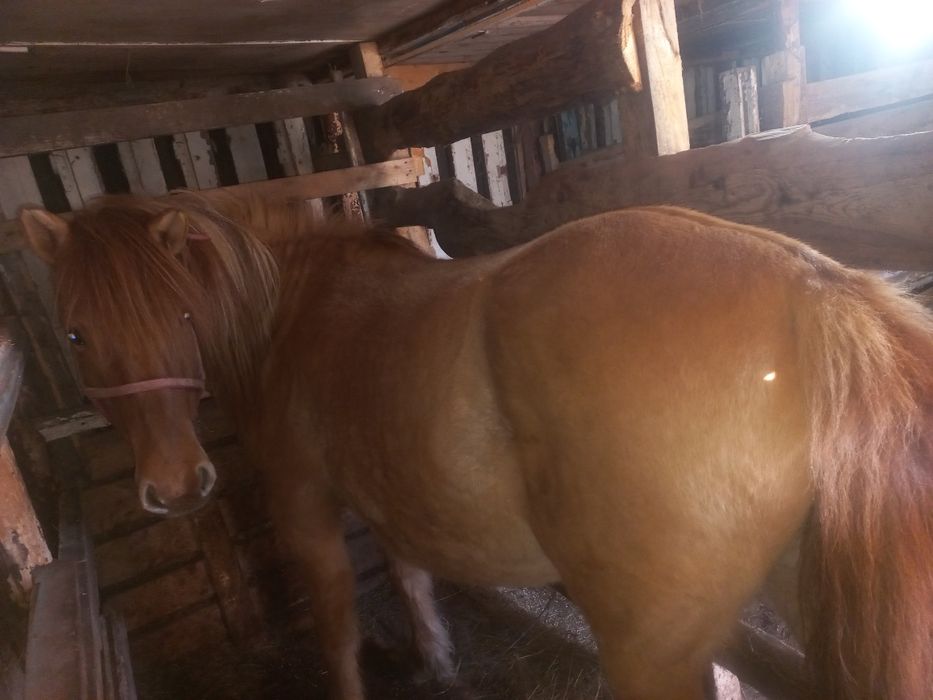 6 жасар семиртилген бие сатамын Кокшетау каласы Жайлауда тур