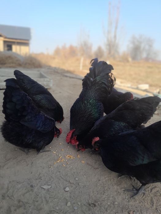 Австралорп черный