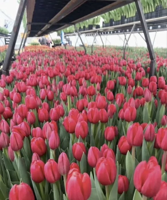 Тюльпаны крупные, предзаказ к 8 марта